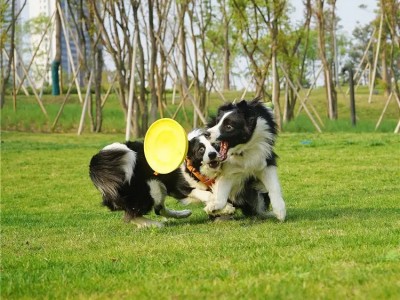 成都崇州训犬基地宠物训练