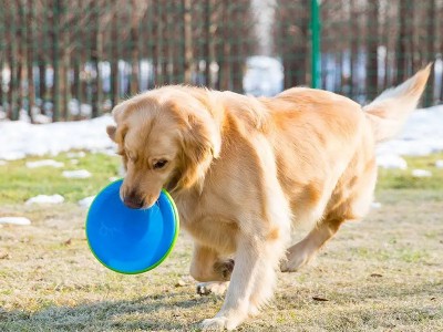 成都训犬学校