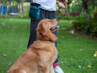 成都成华训犬价格 宠物训练学校宠物