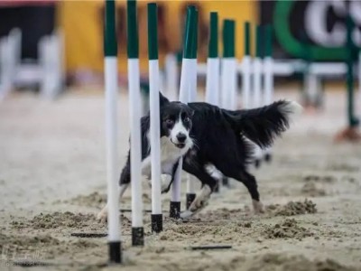 成都蒲江训犬价格 宠物训练学校宠物