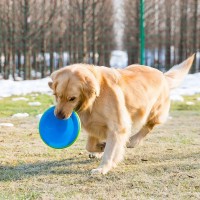 成都泰迪犬专业训练