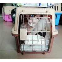 成都便宜的宠物猫空运公司