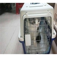 成都便宜的宠物猫运输公司