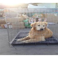 成都安全的宠物猫托运公司